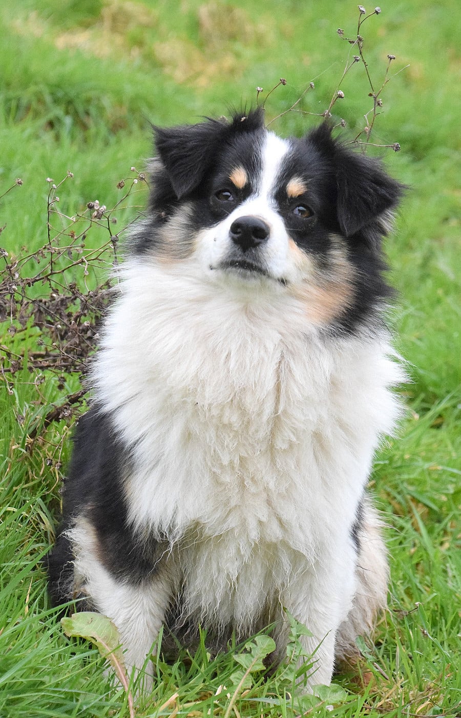 Publication : du petit Duc Victoria