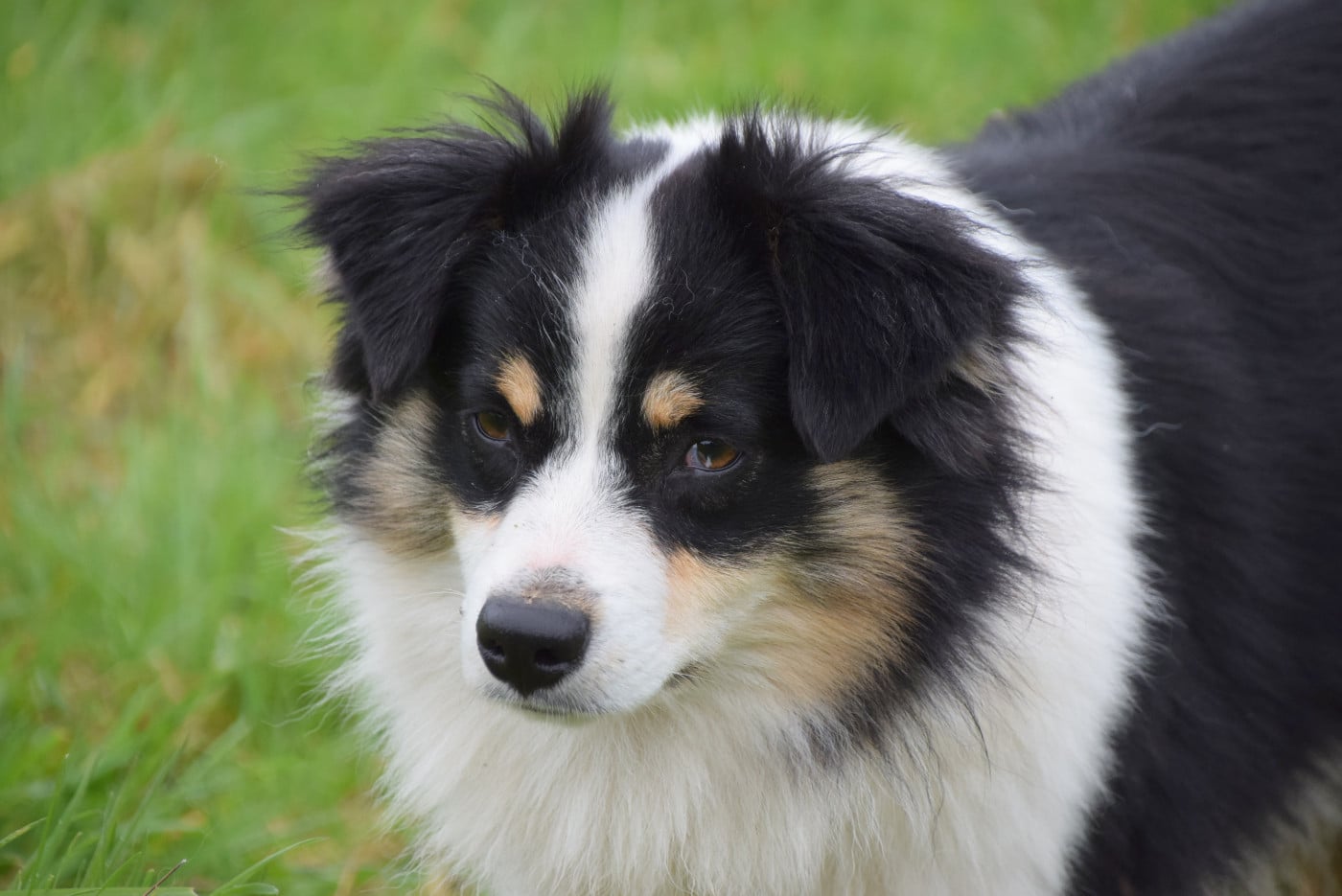 Publication : du petit Duc Victoria