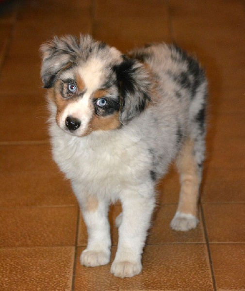 L'oreal du petit Duc Victoria