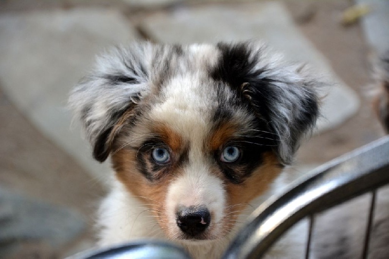 L'oreal du petit Duc Victoria