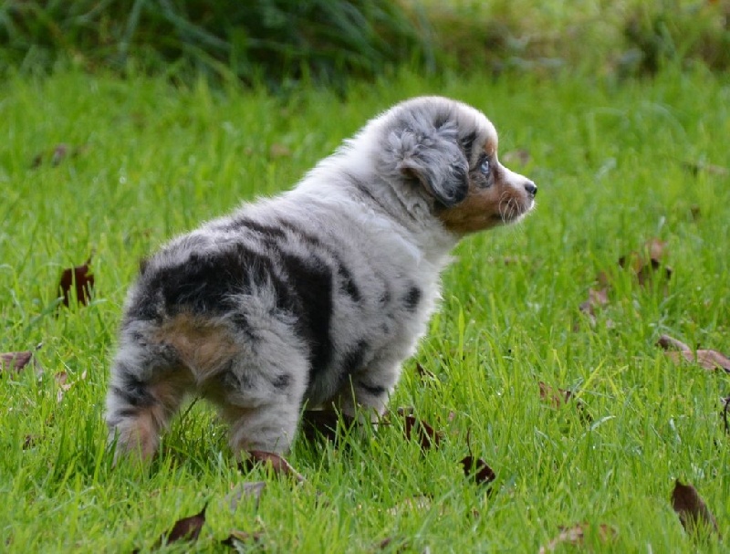 L'oreal du petit Duc Victoria