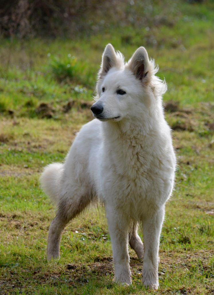 Publication : du petit Duc Victoria