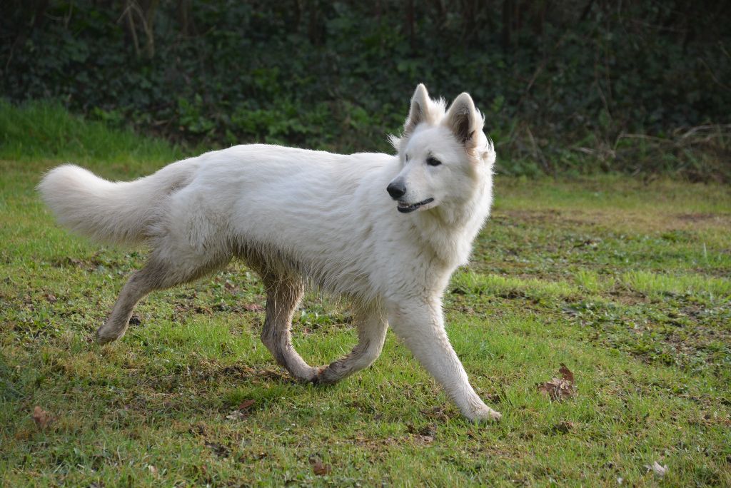 Publication : du petit Duc Victoria