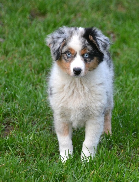 L'oreal du petit Duc Victoria