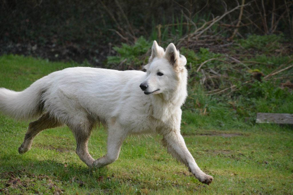 Publication : du petit Duc Victoria