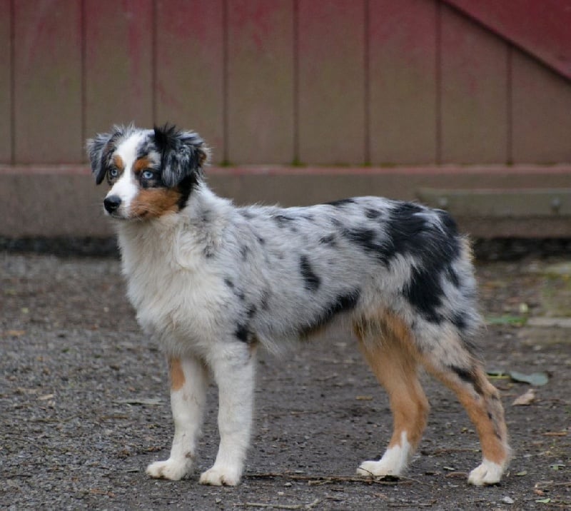L'oreal du petit Duc Victoria