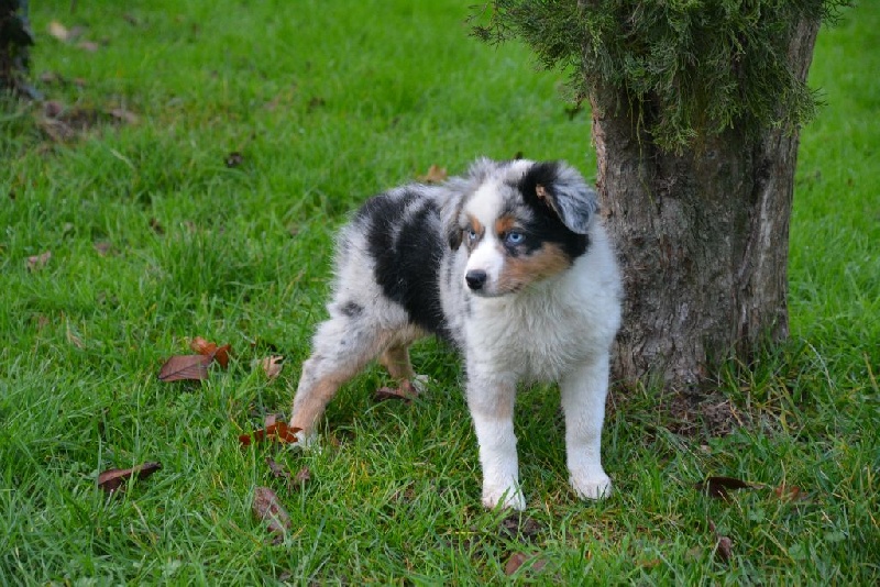 L'oreal du petit Duc Victoria