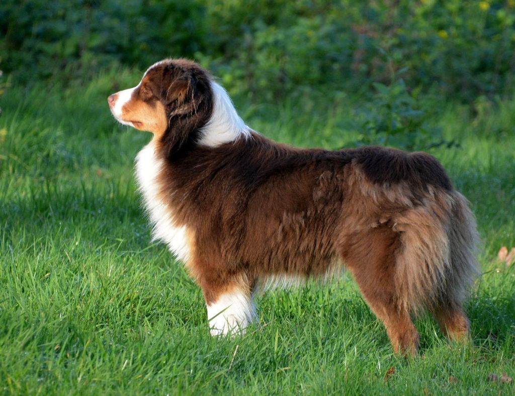 Chien Elevage du petit Duc Victoria eleveur de chiens Berger Australien