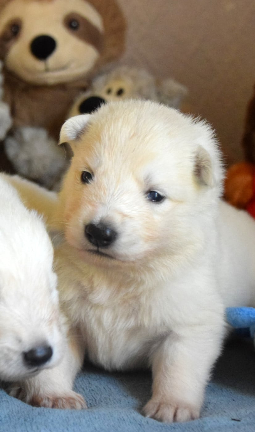 Berger Blanc Suisse - du petit Duc Victoria