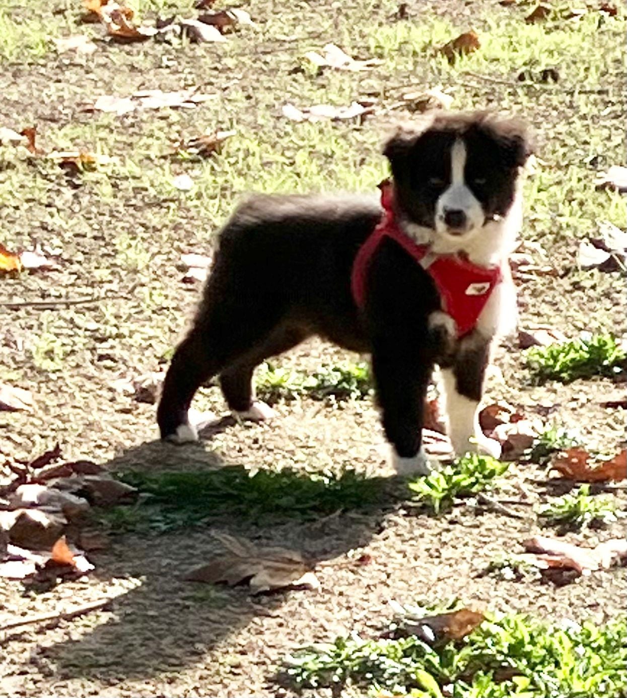 Berger Américain Miniature  - du petit Duc Victoria