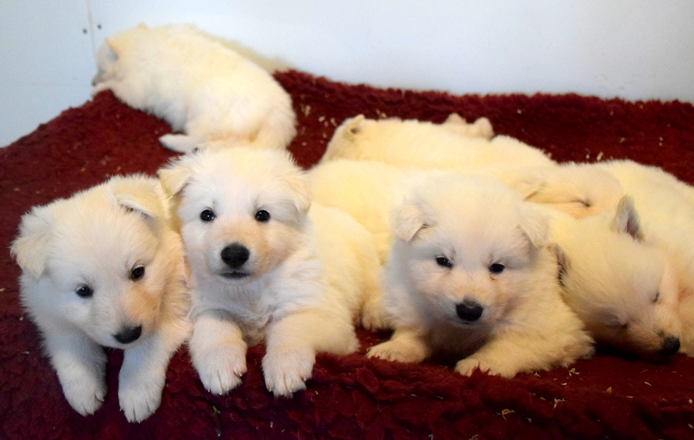 CHIOT - Berger Blanc Suisse