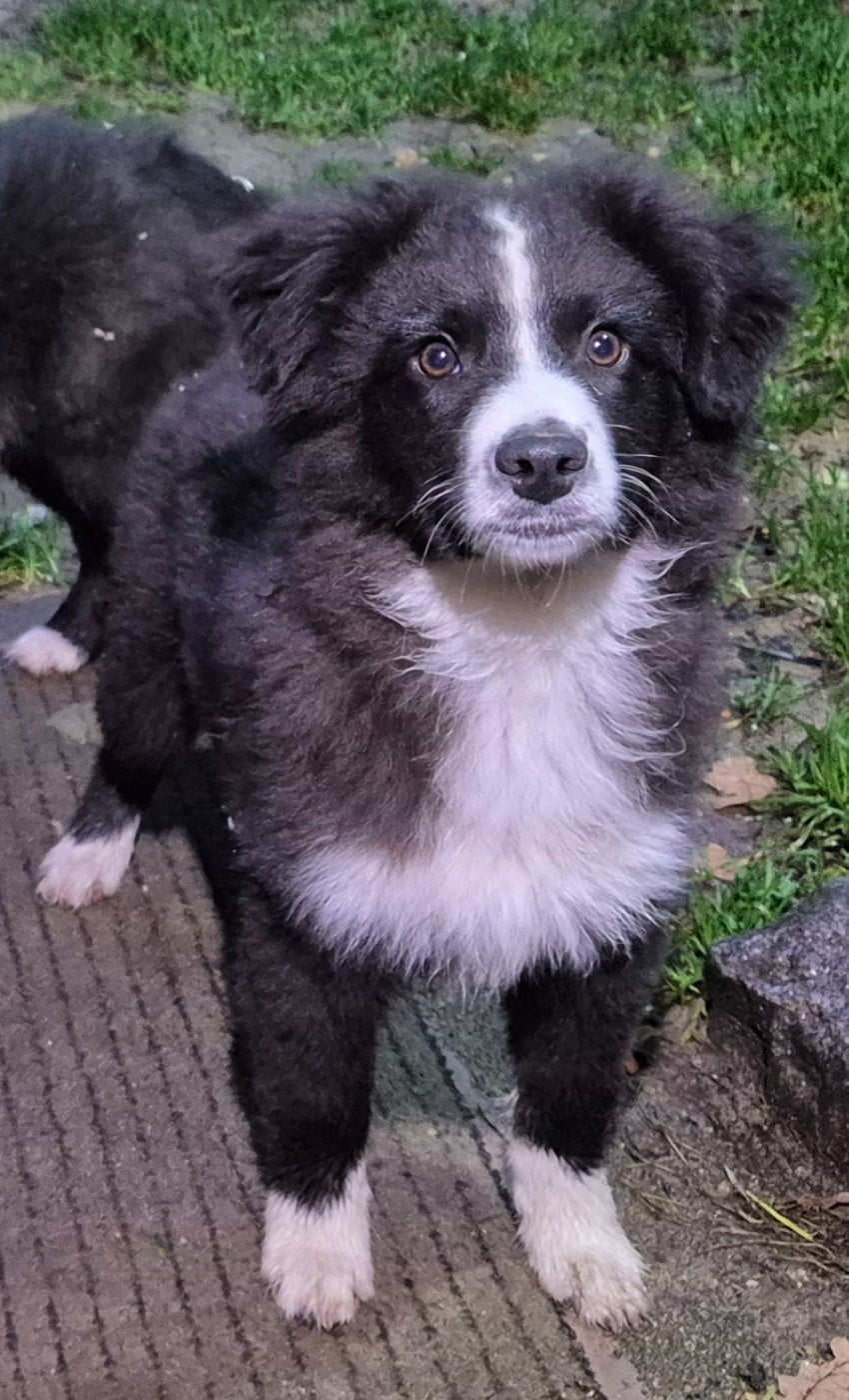 Male 4 bicolore QUEUE LONGUE