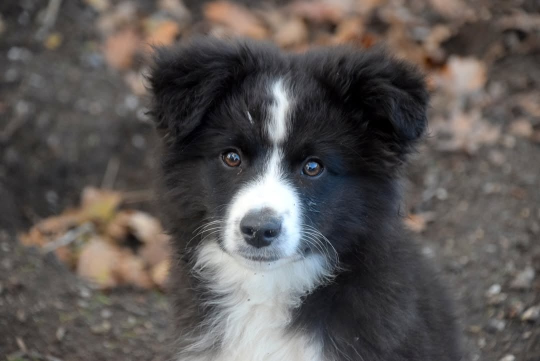 Male 4 bicolore QUEUE LONGUE