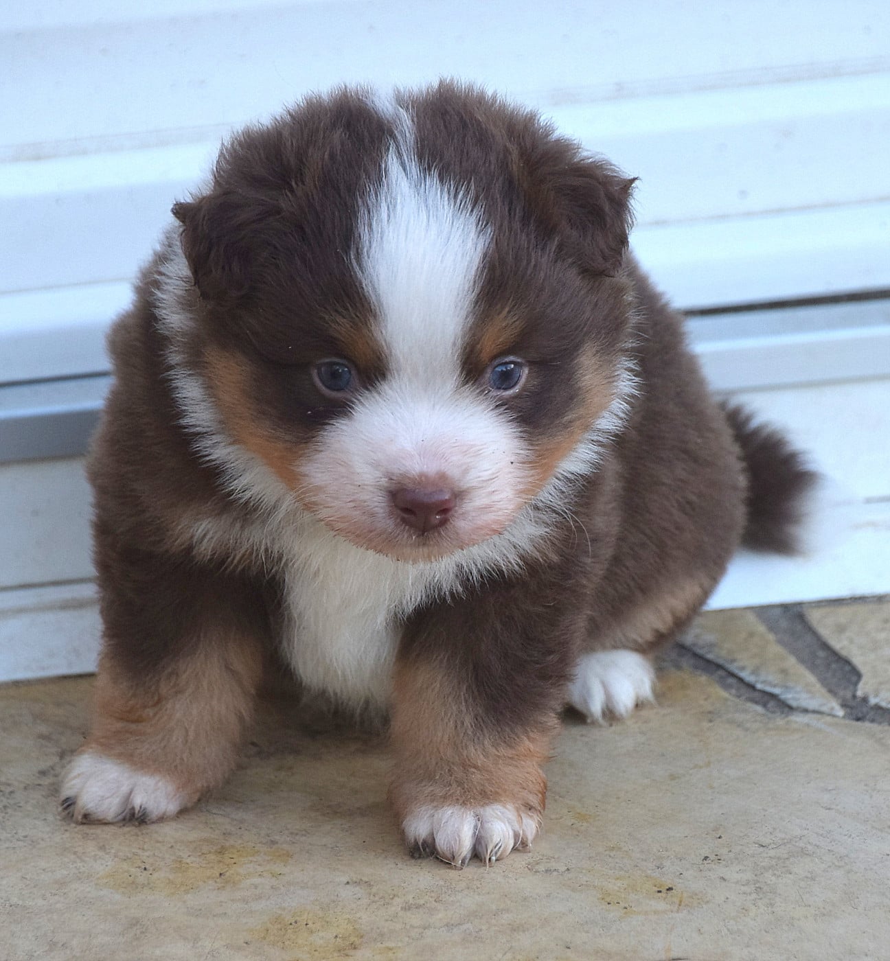 Mâle rouge tricolore 2