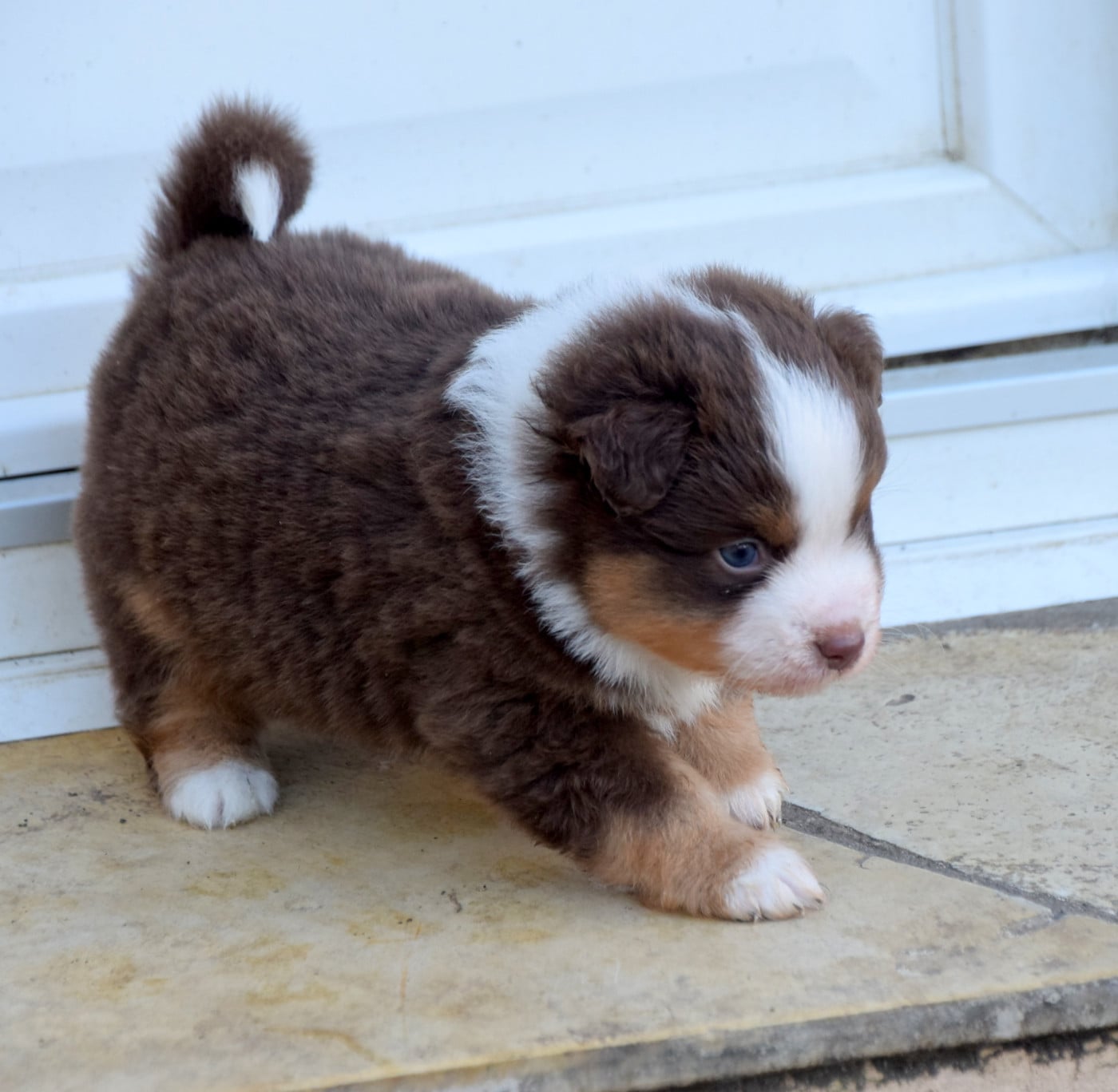 Mâle rouge tricolore 2