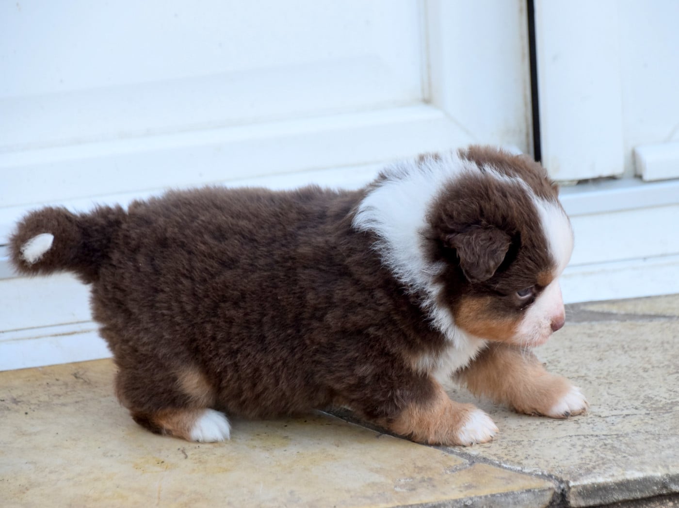 Mâle rouge tricolore 2