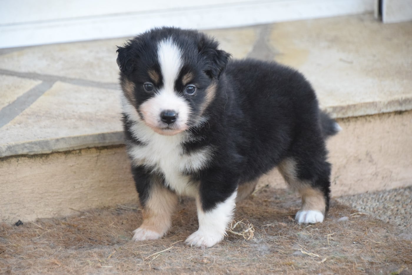 Femelle noire tricolore