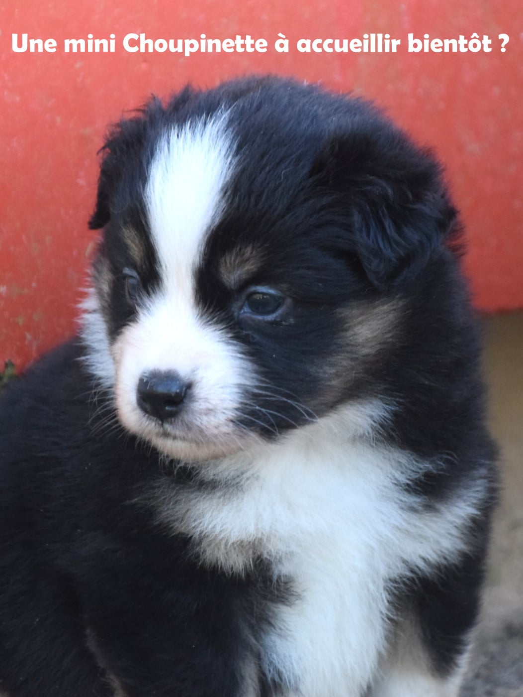 Femelle noire tricolore