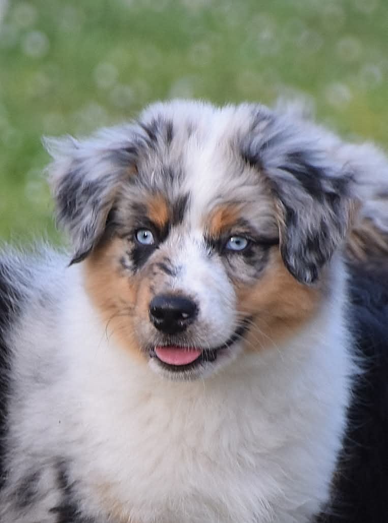 MÂLE BLEU MERLE