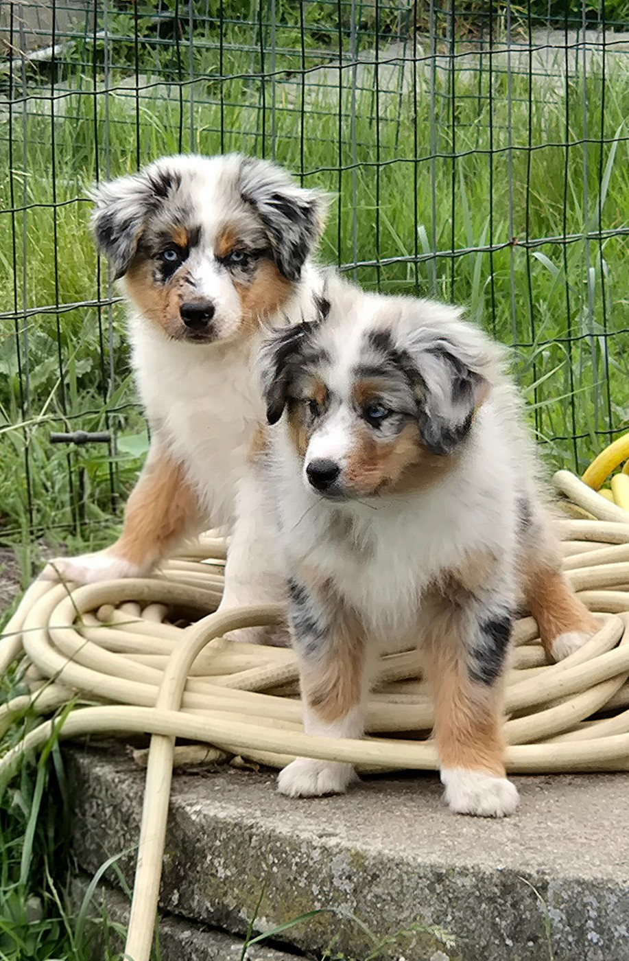 MÂLE BLEU MERLE