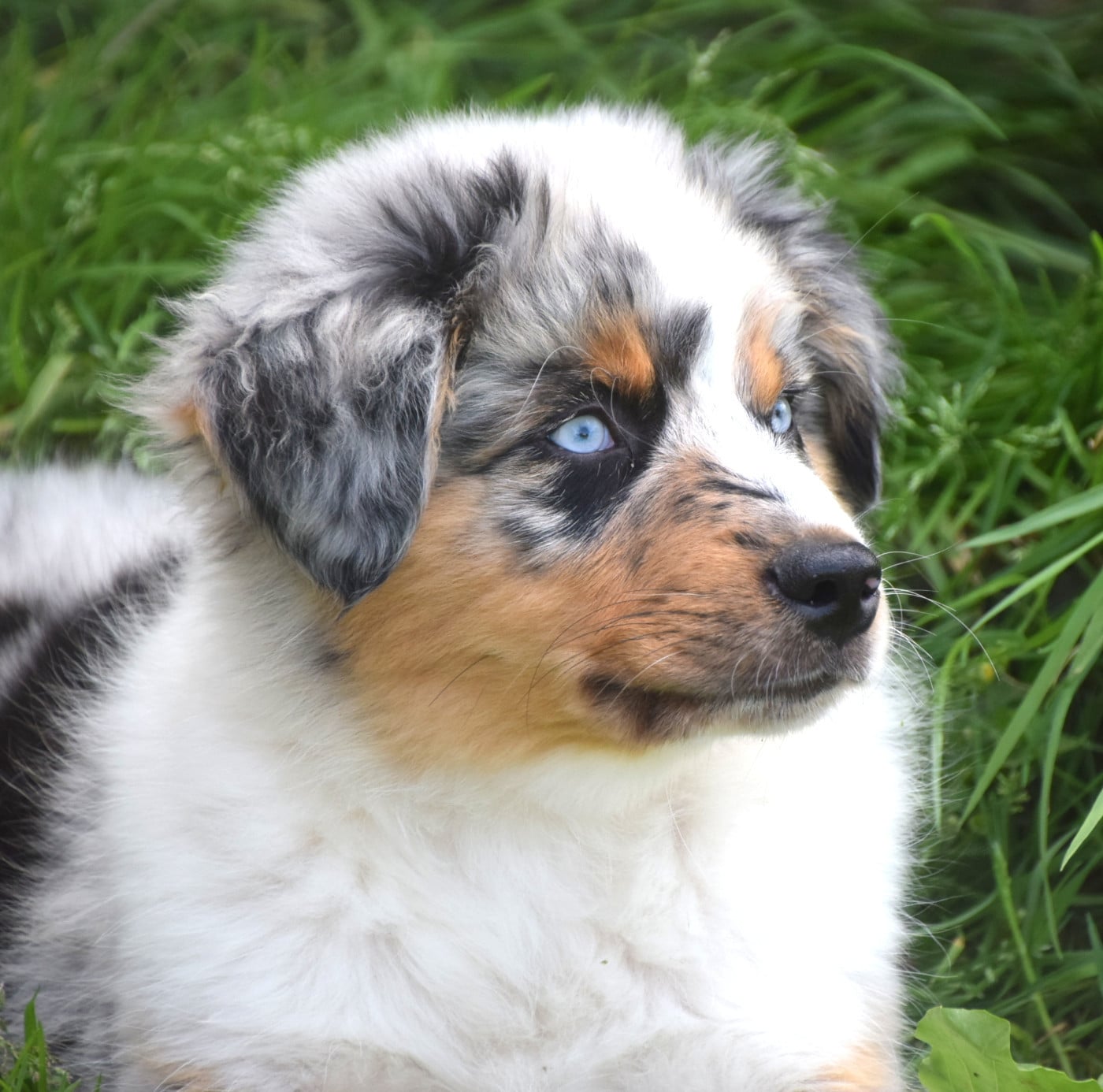 MÂLE BLEU MERLE