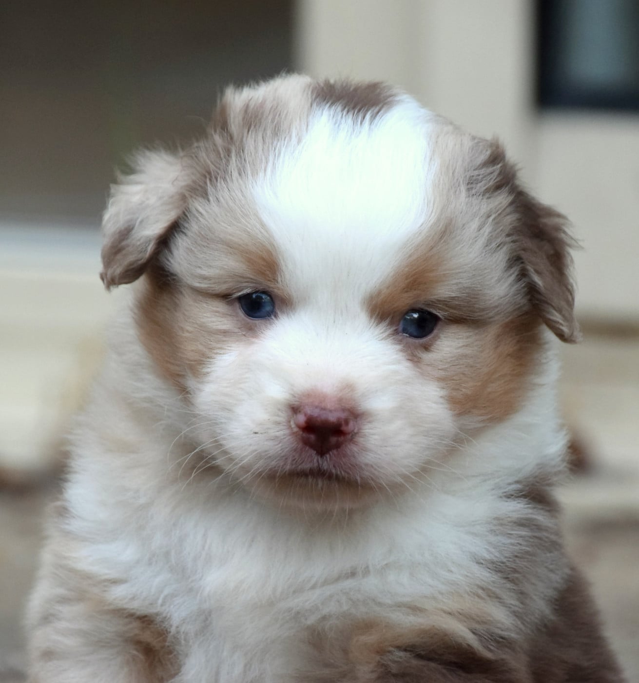 Mâle rouge merle