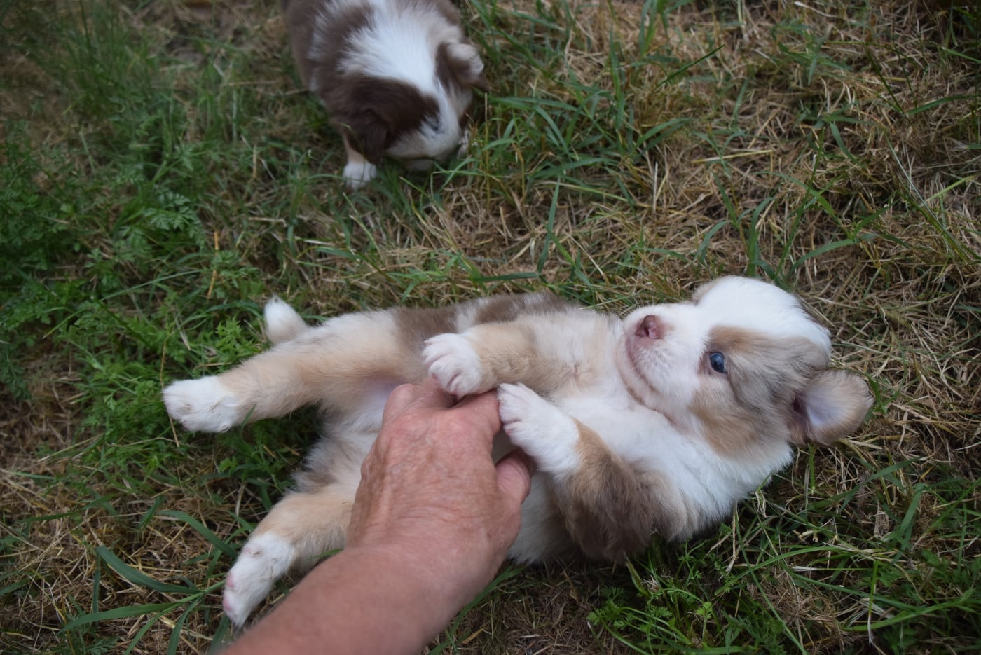 Mâle rouge merle