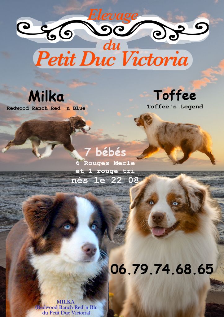 Berger Américain Miniature  - du petit Duc Victoria