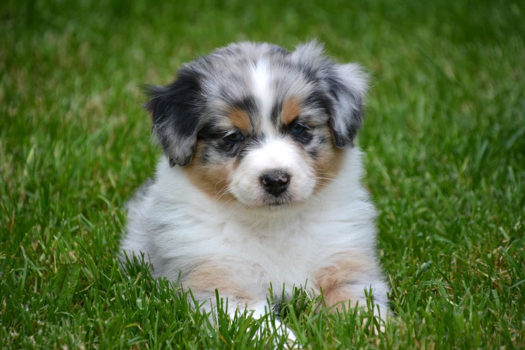 Chiot Elevage Du Petit Duc Victoria Eleveur De Chiens Berger Australien
