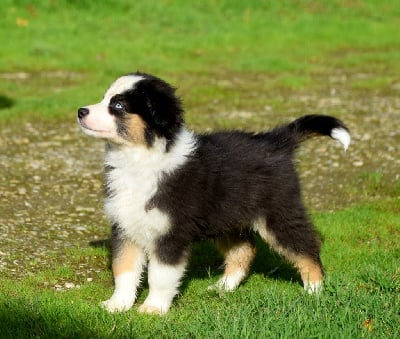 Les chiots de Berger Américain Miniature