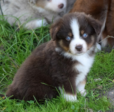 Les chiots de Berger Américain Miniature 