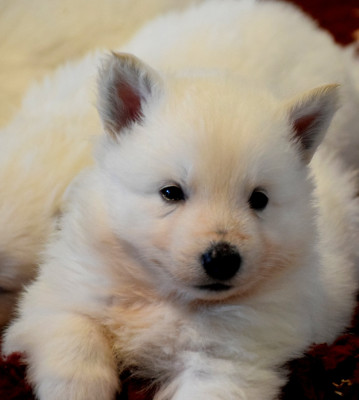 Les chiots de Berger Blanc Suisse