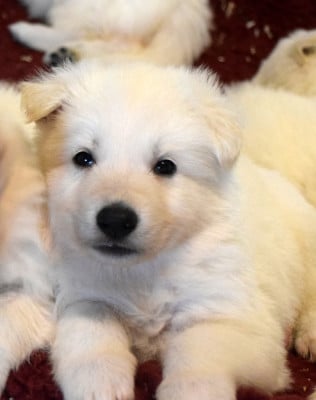 Les chiots de Berger Blanc Suisse