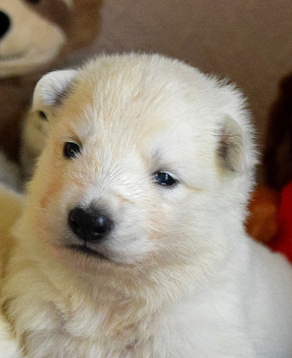 Les chiots de Berger Blanc Suisse