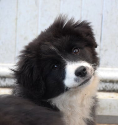 Les chiots de Berger Américain Miniature