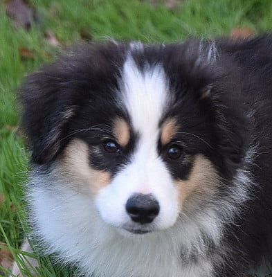Les chiots de Berger Américain Miniature