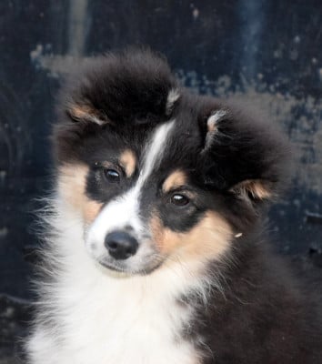 Les chiots de Berger Américain Miniature