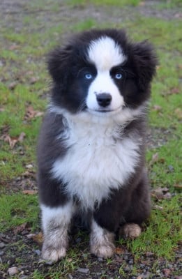 Les chiots de Berger Américain Miniature