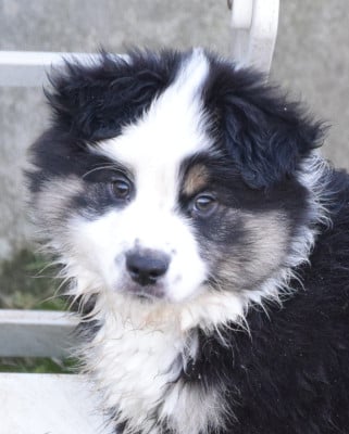 Les chiots de Berger Américain Miniature 