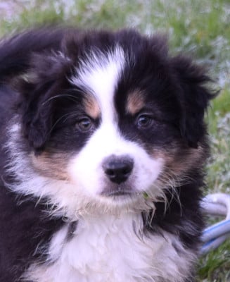 Les chiots de Berger Américain Miniature 