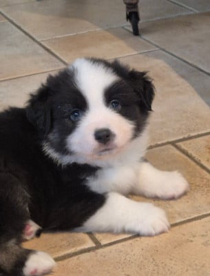 Les chiots de Berger Américain Miniature 
