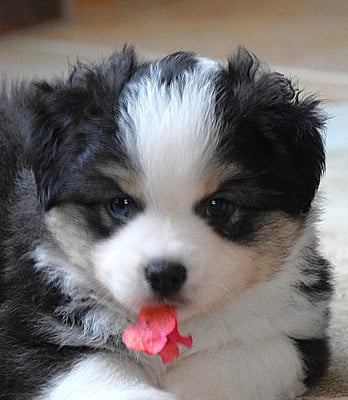 Les chiots de Berger Américain Miniature 