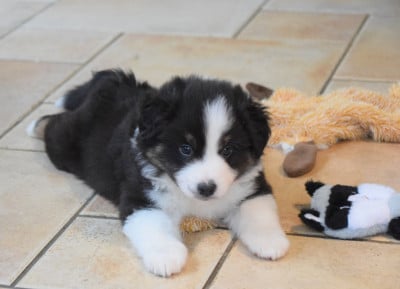 Les chiots de Berger Américain Miniature 