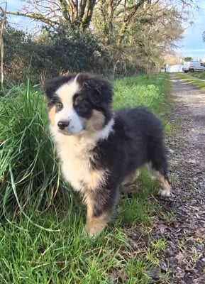 Les chiots de Berger Américain Miniature