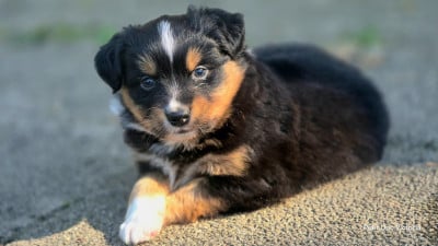 Les chiots de Berger Américain Miniature 