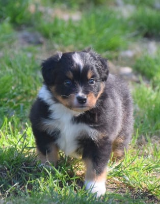 Les chiots de Berger Américain Miniature 