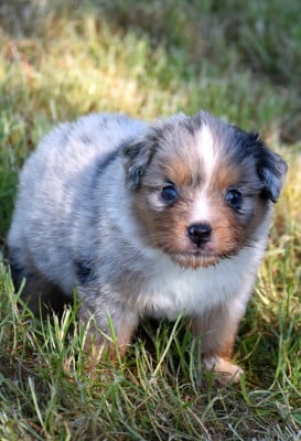 Les chiots de Berger Américain Miniature 