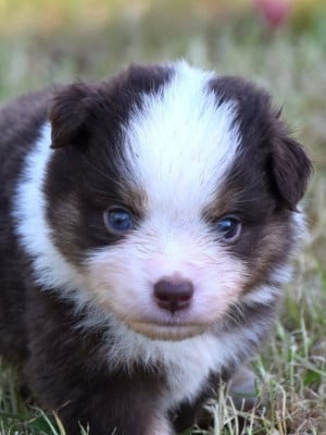 Les chiots de Berger Américain Miniature 