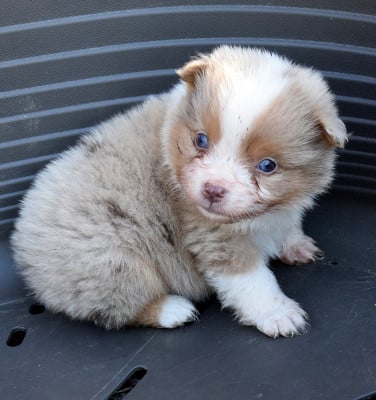 Les chiots de Berger Américain Miniature 