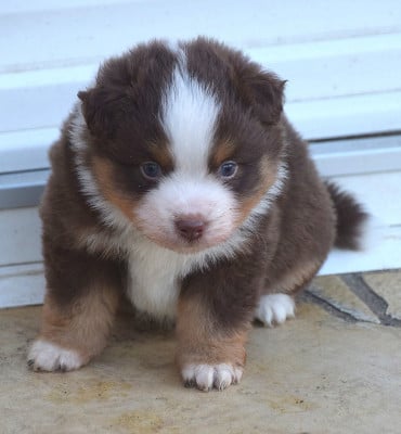 Les chiots de Berger Américain Miniature 